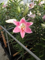 [1866 QueenFish Mak No02.JPG]